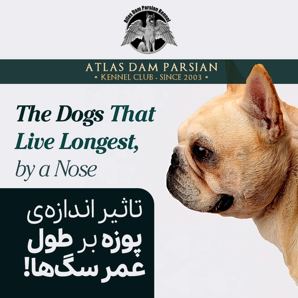تاثیر اندازه‌ی پوزه بر طول عمر سگ‌ها!